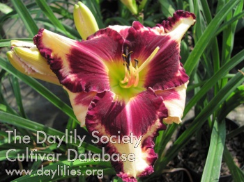 Daylily Thrilled to Death